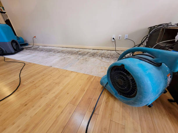 Professional Basement Flood Cleanup technician working in Luning, NV
